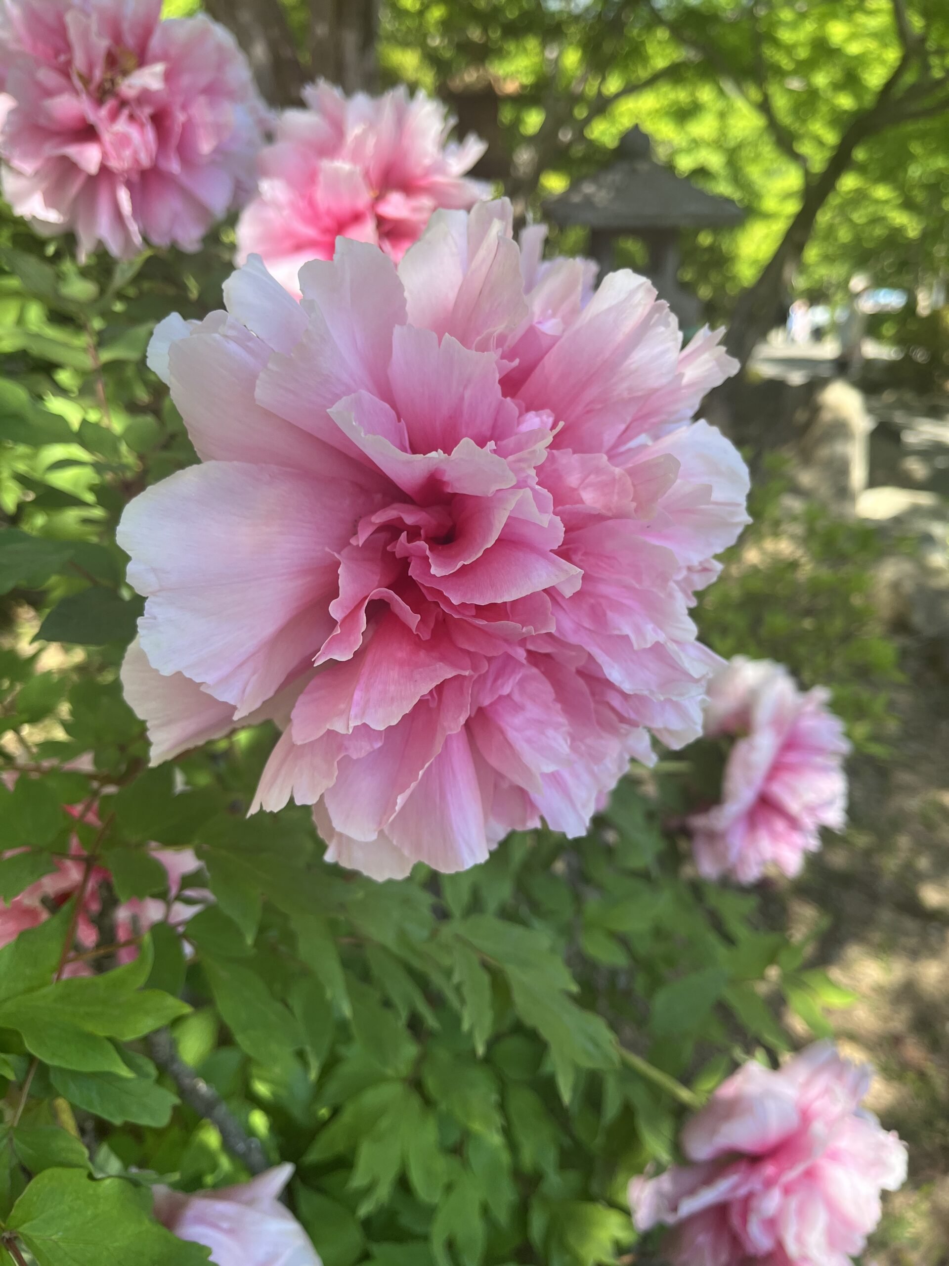 はじめまして